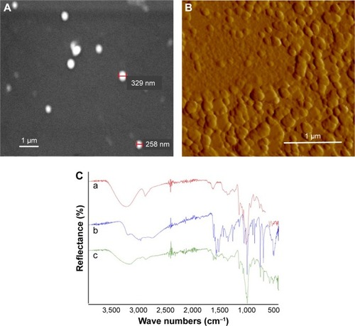 Figure 2 Morphological analysis of nanoparticles.Notes: (A) Scanning electron microscopy image of nanoparticles for size and morphology analysis. The gold-coated nanoparticles at ×14,000 magnification, 20 kV; scale bar, 1 μm. (B) Atomic force microscopy of nanoparticles at ×67,000 magnification; scale bar, 1 μm. (C) FTIR spectra of a) VD-NPs, b) free CG-1521, and c) CG-NPs.Abbreviations: CG-NPs, CG-1521-loaded starch NPs; VD-NPs, void nanoparticles.