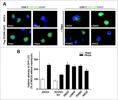 Figure 5. Accumulation of autophagosomes in the TECPR1 mutant cells. (A) COS-7 cells were transfected with the indicated plasmids encoding Flag-tagged TECPR1 wild-type (WT), I582W, L586W, R589D, and A603F mutant. After 48 h of transfection, the cells were transduced for 24 h with GFP-LC3 and then incubated for a further 2 h in the absence or presence of 500 nM rapamycin (-Rapa or +Rapa). Cells were then fixed, permeabilized, and stained with 4’,6-diamidino-2-phenylindole (DAPI). Representative images of GFP-LC3 (green) and DAPI (blue) fluorescence are shown. Scale bar = 10 μm. (B) The fluorescent intensity of GFP-LC3 in the cytoplasm of >50 cells for each experimental group was quantified and expressed as a percentage of the value for the control group. Data are the means ± SEM from 3 independent experiments.