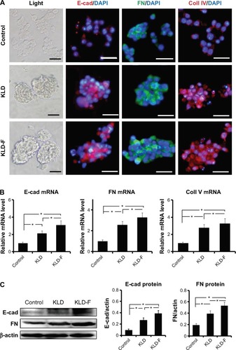 Figure 2 Functionalized self-assembling peptide enhanced ECM remodeling and cell-cell adhesion in INS-1 β-cells.Notes: (A) Light and immunofluorescent micrographs of E-cad, FN, and Coll IV (bar 50 μm) after 3 days of culture. (B) Real-time polymerase chain reaction analysis of E-cad, FN, and Coll IV mRNA expression after 3 days of culture. (C) Western blot and quantitative analysis of E-cad and FN protein expression after 3 days of culture (*P<0.05).Abbreviations: FN, fibronectin; E-cad, E-cadherin; Coll IV, collagen IV.