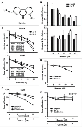 Figure 2. Harmine inhibits the efficiency of HR and suppresses the proliferation in Hep3B and HuH7 cells. (A) Chemical structure of Harmine. (B) Effect of Harmine on HR or NHEJ efficiency. Hep3B and HuH7 cells were pretreated with indicated concentrations of Harmine for 6 h, followed by co-transfection with linearized HR or NHEJ reporter constructs and DsRed expression plasmid. Twenty-four h later, cells were analyzed by flow cytometry. All results were normalized with that of control. (C) Effects of Harmine on the proliferation of Hep3B and HuH7. After treated with Harmine for 12 h, 24 h and 48 h, the numbers of cells were determined by MTT assay. The IC50 value at each time point was calculated using Dose-Effect Analysis software. (D) Cytotoxicity of Harmine on Chang liver or QSG-7701 cells lines. The procedure was the same as described in Figure 2C. (E and F) The combinatory treatment of Harmine and Nu7441. Hep3B or QSG-7701 cells were plated in 96-well plate and exposed to serial concentrations treatments of Nu7441 and Harmine either alone or in combination for 24 h. Cell viability was then determined by MTT assay. All experiments were repeated at least 3 times. Error bars represent SD