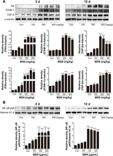 Figure 4 MSNs increased kidney fibrosis in Balb/c mice 2 days and 12 days after injection.Notes: The proteins (20 εg) of the total lysates extracted from the left kidney were subjected to SDS-PAGE followed by Western blot with the indicated antibodies (A and B). α-Tubulin was used as the loading control. The blots were then quantified by densitometry. The data are expressed as the means ± standard error of the mean. The results are representative of three independent experiments. (*P<0.05 and ***P<0.001 versus con intragroup, ANOVA).Abbreviations: MSNs, mesoporous silica nanoparticles; d, day(s); ANOVA, analysis of variance; NF-κB, nuclear factor kappaa B; con, control.