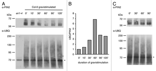 Figure 1. PIN2 ubiquitylation upon gravistimulation (A) western blots performed with PIN2 immunoprecipitates derived from 6-d-old Col-0 roots grown on horizontally positioned roots that were probed with either anti-PIN2 (top) or anti-ubiquitin (bottom) antibodies. Samples were gravistimulated by turning plates clockwise at an angle of 90 degrees. A first sample was taken at time point 0' immediately before gravistimulation. The duration of gravistimulation is indicated below the blots. All details on protein extraction as well as reagents and conditions used, were according to Leitner et al.Citation3 Two biological repetitions have been performed. Ig-specific signals are indicated by an asterisk. (B) Quantification of signal intensities performed with ImageJ software. Signals on scanned blots (A) were quantified and ubiquitin-specific signals were normalized to PIN2 signals (signals corresponding to PIN2 and ubiquitin-specific signals ranging from 75 kDa to 230 kDa were considered for quantification; Ig-specific bands visible on the ubiquitin blot were omitted). (C) Control immunoprecipitation performed as described in (A), but without gravistimulation. Samples were extracted from roots of vertically positioned Col-0 seedlings at time points indicated on top of the blots. Ig-specific signals are indicated by an asterisk.