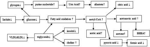 Figure 4. Metabolic pathways of glucose, lipids and other substances for ketosis in dairy cows.