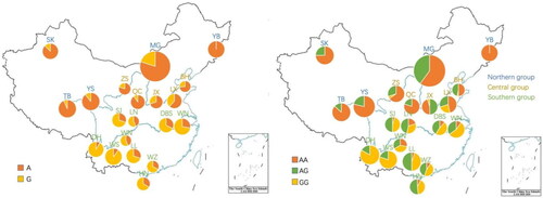 Figure 2. Distribution of a and G alleles and AA, AG, and GG genotypes in 20 Chinese cattle breeds.