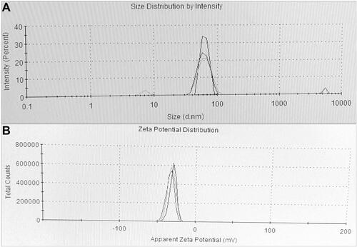 Figure 5 (A) Particle size distribution and (B) zeta potential study data of the DtbP-AgNPs.