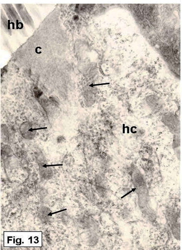 Figure 13. Hypophthalmichthys molitrix, 7 days after hatching. TEM micrograph of a sensory hair cell, showing numerous mitochondria (arrows) in the supranuclear part of the hair cell (hc). c, cuticular plate; hb, hair bundle. 16,000×.