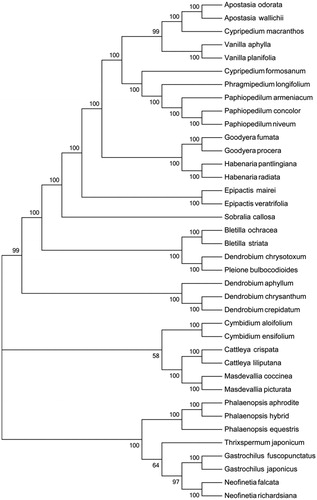 Figure 1. Phylogenetic of 38 species within the family Orchidaceae based on the Maximum-Likelihood analysis of 45 shared PCGs sequences using 500 bootstrap replicates. The analyzed species and corresponding Genbank accession numbers are as follows: Apostasia odorata (NC_030722.1), Apostasia wallichii (NC_036260.1), Bletilla ochracea (NC_029483.1), Bletilla striata (NC_028422.1), Cattleya crispata (NC_026568.1), Cattleya liliputana (NC_032083.1), Cymbidium aloifolium (NC_021429.1), Cymbidium ensifolium (NC_028525.1), Cypripedium formosanum(NC_026772.1), Cypripedium macranthos (NC_024421.1), Dendrobium aphyllum (NC_035322.1), Dendrobium chrysanthum (NC_035336.1), Dendrobium crepidatum (NC_035331.1), Epipactis mairei (NC_030705.1), Epipactis veratrifolia (NC_030708.1), Gastrochilus fuscopunctatus (NC_035830.1), Gastrochilus japonicus (NC_035833.1), Goodyera fumata (NC_026773.1), Goodyera procera (NC_029363.1), Habenaria pantlingiana (NC_026775.1), Habenaria radiata (NC_035834.1), Masdevallia coccinea (NC_026541.1), Masdevallia picturata (NC_026777.1), Neofinetia falcata (NC_036372.1), Neofinetia richardsiana (NC_036373.1), Paphiopedilum armeniacum (NC_026779.1), Paphiopedilum niveum (NC_026776.1), Phalaenopsis equestris (NC_017609.1), Phalaenopsis hybrid cultivar (NC_025593.1), Phragmipedium longifolium (NC_028149.1), Pleione bulbocodioides (NC_036342.1), Sobralia callosa (NC_028147.1), Thrixspermum japonicum (NC_035831.1), Vanilla aphylla (NC_035320.1), and Vanilla planifolia (NC_026778.1).