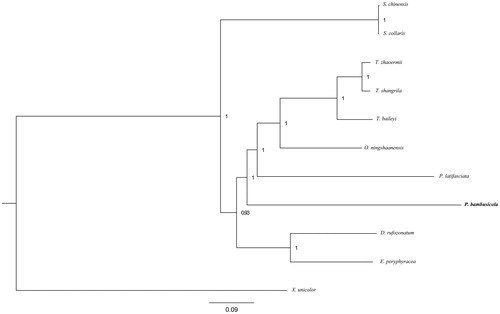 Figure 1. Phylogenetic tree of the relationships among snakes based on Bayesian inference (BI) method. The number nearby the node is the value of Bayesian posterior probabilities. The species selected and corresponding GenBank accession number are shown as follows: Pseudoleptodeira latifasciata (NC_013981), Sibynophis chinensis (NC_022430), Sibynophis collaris (NC_016424), Thermophis shangrila (NC_035058), Thermophis baileyi (NC_035713), Thermophis zhaoermii (GQ166168), Xenopeltis unicolor (NC_007402), Oligodon ningshaanensis (NC_026083), Dinodon rufozonatum (KF148622), Elaphe poryphyracea (NC_012770).