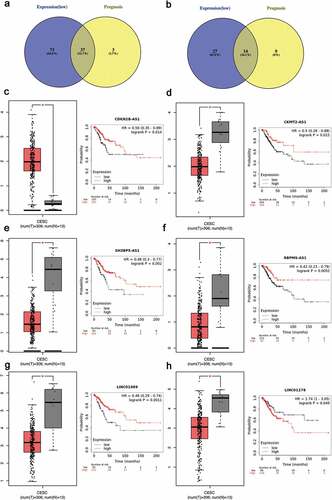 Figure 4. Screening the key lncRNA in cervical cancer