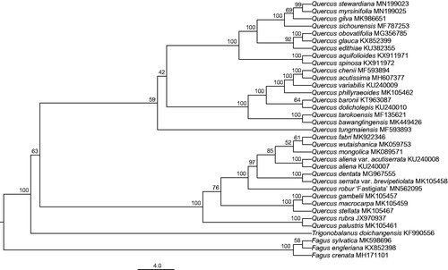Figure 1. The maximum-likelihood (ML) phylogenetic tree reconstructed by raxmlGUI 1.5 (Silvestro and Michalak Citation2012) based on cp genome sequences of 35 Fagaceae species. The bootstrap support value is labeled for each node.