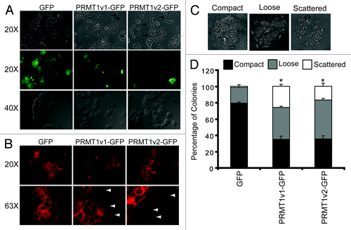 Figure 7. Overexpression of PRMT1v2 in MCF7 cells alters their morphology. Representative phase contrast and GFP fluorescence images of MCF7 cell stably expressing GFP, PRMT1v1-GFP or PRMT1v2-GFP proteins (A, arrowsheads indicate the presence of filopodia and lamellipodia, magnifications are indicated to the left). Fluorescence images of actin filament staining using FITC-conjugated phalloidin in MCF7 cells stably expressing GFP, PRMT1v1-GFP and PRMT1v2-GFP (B, arrowsheads indicate the presence of filopodia and lamellipodia, magnifications are indicated to the left). A colony dispersion assay was used to quantify the effects on colony formation. Representative images of compact, loose and scattered colonies (C). Distribution of compact, loose and scattered colonies in MCF7 cells stably expressing GFP, PRMT1v1-GFP or PRMT1v2-GFP (D). Ten thousand cells were plated and grown as described in ref. Citation29. Approximately 70 colonies were counted for each cell line per experiment. Colonies were scored by three independent investigators. Data are the mean ± standard error from four independent experiments (*p < 0.05, comparing compact colony numbers).