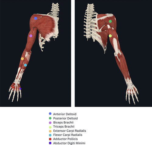 Figure 3 Upper Limb EMG and AMG muscle list.