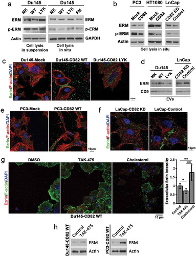 Figure 5. Effects of CD82 and its cholesterol binding on ERM proteins, the plasma membrane–actin cytoskeleton connectors. (a) Western blot analysis of total and phosphorylated ERM (Ezrin (Thr567)/Radixin (Thr564)/Moesin (Thr558)) proteins in Du 145 transfectant cells. For cell lysis in suspension, the cells were detached and spun down, and cell pellets were lysed with RIPA buffer. For cell lysis in situ, the cells attached to culture dishes were directly lysed with RIPA buffer. (b) Total and phosphorylated ERM (Ezrin (Thr567)/Radixin (Thr564)/Moesin (Thr558)) proteins in PC3, HT1080, and LnCap transfectants were examined with Western blot. The cells were lysed directly in culture dishes. (c) Regulation of Ezrin distribution by CD82 or its cholesterol binding. Cells cultured on glass coverslips for 4–5 days were fixed, permeabilised and incubated with Ezrin Ab and the secondary Ab, phalloidin, and DAPI, and examined with confocal microscopy. Scale bar: 10 µm. (d) Releases of ERM proteins via EVs. Exosomes isolated from culture supernatants of the cells were lysed with RIPA buffer, equal amounts of EV proteins (5 μg/lane) were loaded to SDS–PAGE, and ERM and CD9 proteins were examined in Western blot. (e)–(f) The analyses were performed as described in (c). (g) Du145-CD82 WT transfectant cells were cultured on glass coverslips in the serum-free DMEM containing either DMSO (0.1% v/v), TAK-475 (20 µM) or cholesterol (15 µg/ml)/BSA(2%) for 48 h, fixed, stained for Ezrin and F-actin, and photographed with confocal microscopy. Scale bar: 10 µm. Extracellular Ezrin proteins were quantified with ImageJ and presented as relative fluorescence intensity (mean ± SEM, n = 3 individual experiments). *: p < 0.05, **: p < 0.01 and ***: p < 0.001. (h) Cells were treated with DMSO (0.1% v/v) or TAK-475 (20 µM) in serum-free DMEM for 48 h, detached with 2 mM EDTA/PBS and lysed with RIPA buffer. Cell lysates were examined for Ezrin and actin in Western blot.