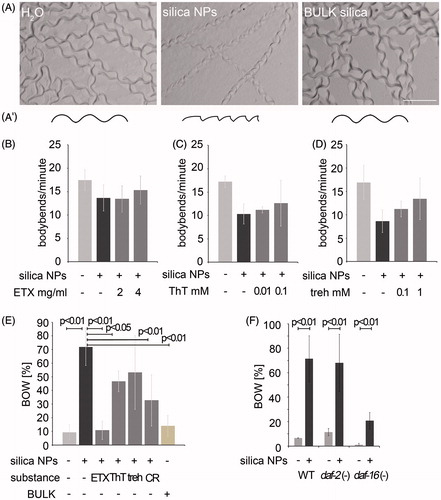 Figure 3. Cellular pathway validation by behavioral phenotyping. (A) Micrography of representative forward locomotion tracks on agar plates of 2-day-old, adult wild type C. elegans that were mock (H2O)-treated or exposed to silica NP, or BULK silica for 24 h (A′) Schematic of the tracks showing that the H2O- and BULK silica-treated worms crawl in sinusoidal curves, whereas silica NP-treated worms move in a serrated pattern. (B–D) Quantification of the locomotion by body bend counts per minute of 2-day-old, adult wild type C. elegans that were treated with H2O, silica NPs or silica NPs in combination with different concentrations of inhibitors of amyloid formation for 24 h: (B) ethosuximide, (C) thioflavin T and (D) trehalose. Values represent means ± SD from four independent experiments with n ≥ 17 for each treatment. (E) Ratio of the internal hatch/bag of worms (BOW) phenotype in a population of 2-day-old, adult wild type C. elegans that were treated for 26 h with H2O, silica NPs, BULK silica or silica NPs in combination with ethosuximide, thioflavin T, Congo red or trehalose in liquid medium. Silica NP-treated worms show an increase of the BOW-phenotype that is fully rescued by ethosuximide. Values represent means ± SD from at least three independent experiments with n > 100 for each treatment (H2O; ethosuximide/silica NPs; Congo red/silica NPs; BULK silica versus silica NPs, one-way ANOVA with Tukey's post hoc test p < 0.01; thioflavin T/silica NPs versus silica NPs, one-way ANOVA with Tukey's post hoc test p < 0.05). (F) Ratio of the BOW-phenotype in a population of 2-day-old, adult wild type C. elegans compared with long-lived daf-2 mutants or short-lived daf-16 mutants that were treated for 26 h with H2O, silica NPs. Values represent means ± SD from four independent experiments with n > 170 for each genotype and treatment (H2O versus silica NPs, one-way ANOVA with Tukey's post hoc test p < 0.01). BOW, bag of worms; CR, Congo red; ETX, ethosuximide; ThT, thioflavin T; treh, trehalose.