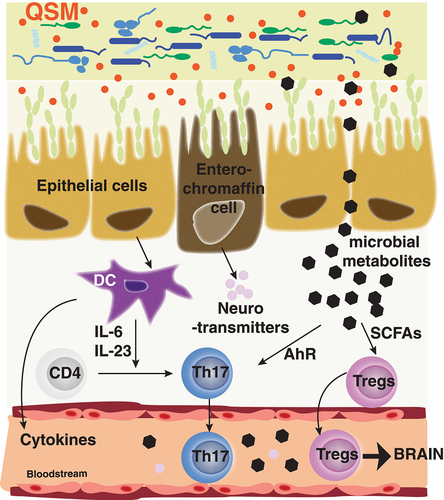 Figure 2. Effects of the microbiota on intestinal immune response.