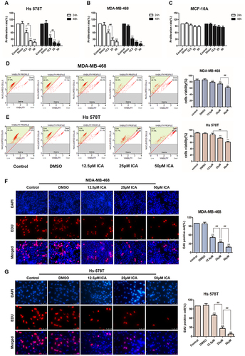 Figure 3 TNBC, Hs 578T and MDA-MB-468 cells, or normal human breast epithelial cells, MCF-10A in culture were treated with 0.1% DMSO or ICA (12.5, 25, and 50 μM). (A–C) CCK-8 assays determined the viability of Hs 578T, MDA-MB-468, or MCF-10A cells after 24 h or 48 h; n = 3. (D and E) The viability of MDA-MB-468 and Hs 578T cells were measured by Muse cell analyzer after 24 h treatment; n = 3. (F and G) EdU staining assays were conducted to verify MDA-MB-468 and Hs 578T cell proliferation; n = 3. Data are presented in triplicate as mean ± SD. **p < 0.01, compared with the control group; ##p < 0.01, compared with the experimental group. Bar: 75 μm.