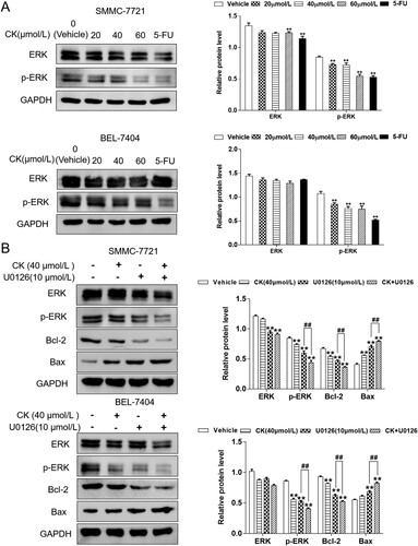 Figure 3. (A) ERK and p-ERK expression in SMMC-7721 and BEL-7404 cells treated with CK (20, 40, or 60 µmol/L) or 5-FU was detected by western blotting and compared with the findings in the blank control group (**P < 0.01). B ERK, p-ERK, Bcl-2, and Bax expression in SMMC-7721 and BEL-7404 cells treated with CK after U0126 treatment was detected by western blotting and compared with findings in the blank control group (**P < 0.01; comparison of U0126 and U0126 + ginsenoside CK, ##P < 0.01).