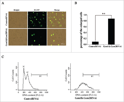 Figure 6. Simultaneous RNA interference of BmGeminin1 and BmGeminin2 in BmN-SWU1 cells. (A) Cell morphological changes were observed by fluorescence microscopy after BmN-SWU1 cells were co-transfected with BmGeminin1 and BmGeminin2 miRNA (BmGeminin1 and BmGeminin2 RNAi); green fluorescence represents transfection positive cells. (B) Statistical analysis of the percentage of enlarged cells among the transfection positive cells. (C) DNA content and cell cycle analysis of BmN-SWU1 cells after BmGeminin1 and BmGeminin2 RNAi by flow cytometry.