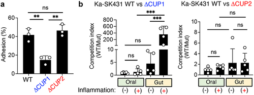 Figure 5. CUP1 genes are required for the ectopic colonization of K. aerogenes in the inflamed gut. (A) Ka SK431 WT, ΔCUP1, or ΔCUFP2 strains were co-cultured with human colonic epithelial cell line T84 for 3 hours. T84 cells were then washed, and adherent bacteria were cultured on LB plates. The percentages of adherent bacteria relative to inoculum are shown. (B) For the oral niche, WT and mutant (ΔCUP1 or ΔCUP2) Ka SK431 strains were co-inoculated into SPF C57BL/6 mice by soaked ligature. Inserted ligatures were harvested on day 1 (inflammation-) or day 14 (inflammation+). CFUs of colonized strains were measured by plating in selective media. For the gut niche, WT and mutant Ka SK431 strains were co-inoculated into SPF B6 mice (naïve and DSS day 5) by oral gavage. Inoculated bacterial strains were then harvested 3 days post-challenge. The competition indexes (Wt/mutant) are shown. Results are the mean ± SD. ns; not significant, **; p < 0.01, ***; p < 0.001 by 1-way ANOVA with Bonferroni post hoc test.