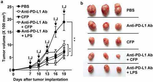 Figure 6. CFP enhanced the antitumor effect of an anti-PD-L1 antibody. BALB/c mice were subcutaneously injected with CT-26 carcinoma cells. The mice were intraperitoneally treated with 10 mg/kg anti-PD-L1 antibody, 50 mg/kg CFP, or a combination of anti-PD-L1 and CFP for 3 days. I.J indicates injection. (a) Tumor growth curves (b) Size of tumor mass on day 19 after tumor injection. Three mice for each condition and a total of two experiments means that n = 6 for these evaluations, **p < 0.01.