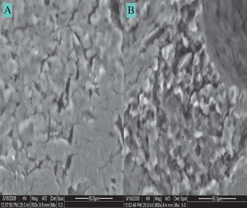 Figure 6 Scanning electron micrograms (800×) of the crumb of gluten free bread. (a) Control –non HPMC; and (b) optimized with HPMC.