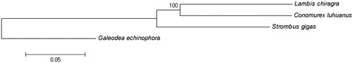 Figure 1. Neighbour-joining phylogenetic tree of Lambis chiragra and other 3 closely related species based on the complete mitochondrial genomes. GenBank accession numbers: Conomurex luhuanus (NC035726); Strombus gigas (KM245630); Galeodea echinophora (KP716635).
