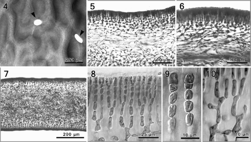 Figs 4–10. Phyllymenia vegetative morphology. Fig. 4. Detail of the characteristic corrugated surface with irregular perforations (arrowheads). Fig. 5. Cross-section showing gradual transition between the cortex and medullary layer. Fig. 6. Longitudinal section through a tetrasporic thallus showing predominantly periclinal arrangement of the medullary filaments. Fig. 7. Cross-section through the basal part of the thallus showing a dense medulla with numerous rhizoidal filaments. Figs 8, 9. Detail of cortex with anticlinal rows of dichotomously branched filaments. Fig. 10. Inner cortical cells with lateral protuberances establishing secondary pit connections.