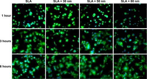 Figure 6 Representative confocal microscopic images of cells stained with rhodamine phalloidin for actin filaments (green) and Hoechst (blue) at different times (400×).Notes: From small (30 nm) to larger (80 nm) diameter nanotubes, the shape of the cells had changed. After 6 hours of incubation, we observed that the MG63 cells on the SLA + 80 nm surface were most irregular, while the cells on the SLA + 30 nm group surfaces looked relatively regular.Abbreviation: SLA, sandblasting with large grit and acid etching.