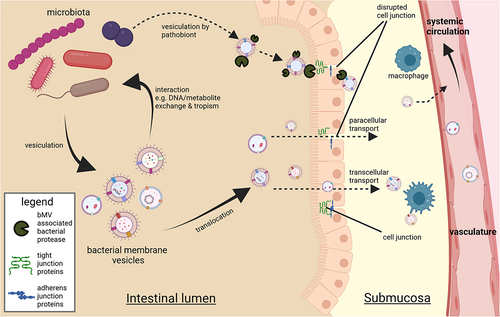 Figure 3. Contextual setting in which the gut microbiota yield a diverse vesicle repertoire interacting with bacterial producer strains and the gut epithelium. Vesicles exiting the intestinal lumen is reported to occur through transcellular migration and through (vesicle induced) disruption of junction proteins regulating intestinal barrier function.Citation10 Vesicle-associated bacterial proteases such as B. fragilis fragolysinsCitation83,Citation84 or possibly P. gingivalis gingipainsCitation85 have been reported able to disrupt barrier function leading to increased leakage of colonic contents. In the intestinal submucosa the (increased) presence with bMVs could induce polarization of extraintestinal immune cellsCitation64 whereas translocation to vasculature facilitates transport of bMVs to distal metabolically relevant tissues and organs.