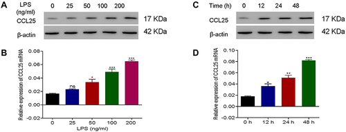 Figure 3 Up-regulation of CCL25 expression in HPMEC upon LPS treatment. (A) Protein expression and relative mRNA expression of CCL25 after treatment of HPMEC with 0, 25, 50, 100 and 200 ng/mL LPS, respectively, compared with 0 ng/mL LPS group. (B) Protein expression and mRNA relative expression of CCL25 at 0h, 12h, 24h, 48h after treatment of HPMEC with 100 ng/mL LPS. (C and D) The relative expression of CCL25 mRNA. *P<0.05, **P<0.01, ***P<0.001, compared with the 0 h group. The experiments were repeated three times.