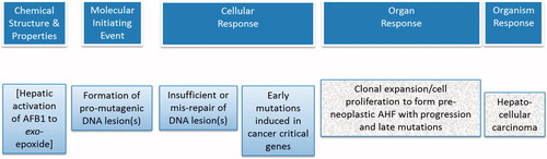 Figure 1. Key events for the AOP on mutagenic MOA for HCC: formation of pro-mutagenic DNA adducts leads to HCC.