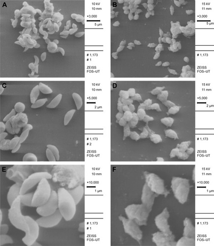 Figure 3 (A, C and E) SEM micrographs of T. gondii tachyzoites in control group showing crescent-shaped parasites with obvious conoid (3,000×, 5,000× and 1,000× magnification, respectively). (B, D and F) SEM micrographs of T. gondii tachyzoites in group treated with 2,000 ppm of LMW CS NPs showing multiple deep ridges, irregular papules and large projections on the surface (3,000×, 5,000× and 1,000× magnification, respectively).Abbreviations: SEM, scanning electron microscopy; LMW CS NPs, low molecular weight chitosan nanoparticles; T. gondii, Toxoplasma gondii.