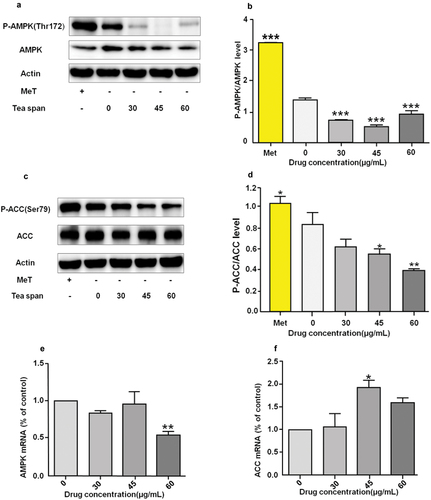 Figure 4. Effect of theasaponin E1 on AMPK/ACC. (a) and (c) treatment of C2C12 cells with different theasaponin E1 concentrations for a specified period of time, metformin 2.5 mM as a positive control, showing a cropped image of AMPK/ACC Western blot, (b) and (d) P-ACC/ACC immunoblotting quantitative maps were analyzed, while the level of β-Actin was also measured as a control for protein loading. (e) and (f) AMPK, ACC expression levels of mRNA compared to untreated cells, All data were expressed as mean ±S.D. *P < .05, **P < .01 represented statistical differences between the groups. All measurements are made in triplicate (n = 3).