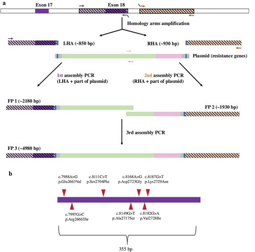 Figure 1. Preparation of the targeting construct (a) and the studied variants in exon 18 (b). Panel A: Two genomic sequences – the upstream sequence encompassing the wild type exon 18 (left homology arm, LHA) and the downstream sequence in intron 18 (right homology arm, RHA) were amplified in two separate assemply PCR reactions together with the pNeDaKO plasmid to produce two partially overlapping fragments FP1 and FP2 of the targeting construct. The targeting construct was obtained as a fusion product FP3 in the third assembly PCR reaction. Panel B: The depicted missense variations were introduced to the LHA of the targeting construct ligated to the pAAV-MCS vector by site-directed mutagenesis. Panel C: Presence of mutation 7988A> G (1) and determination of „phase“ (rs397729406, wild type allele) of the same clone (2).