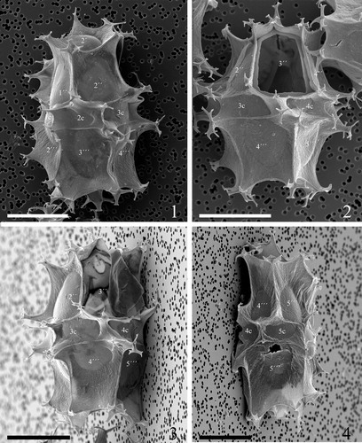 Plate 9. 1–4. Scanning electron micrographs of lateral and dorsal views of four different specimens of Spiniferites elongatus from the Barents Sea with significant variation in the elevation of sutural crests, showing the position of sulcal plate boundaries and a reduced archaeopyle corresponding to 3′′. Scale bars = 10 µm.