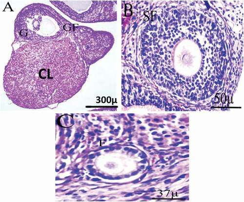 Figure 3. Photomicrograph of ovarian tissue of control adult female rats showing normal histology of different ovarian sections. GF = Graafian follicle, G = Granulosa, CL = Corpus Luteum, SF = Secondary Follicle, F = Follicle.