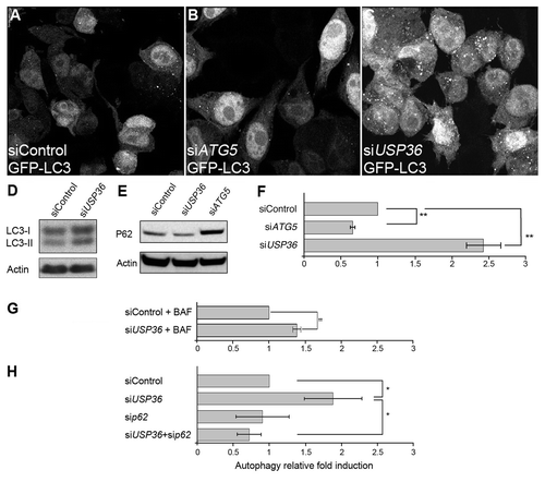 Figure 7. The reduced expression of USP36 induces p62-dependent autophagy in human cells. Confocal section of GFP-LC3-HeLa cells transfected with control siRNA (A), or siRNA targeting either ATG5 (B) or USP36 (C). Western blot analysis of LC3 (D) and p62 (E) expressions in total cell lysates. (F–H) Quantification of GFP+ vesicles per cell profile. Comparison of siControl, siATG5 and siUSP36-transfected cells (F), of siControl and siUSP36-transfected cells treated with bafilomycin A1 (BAF, G) and of siControl, siUSP36, sip62 and siUSP36+sip62-transfected cells (H). Results are expressed as the relative fold induction of dots number in siATG5 or siUSP36, sip62 or siUSP36+sip62-treated cells compared with control cells for 3 individual experiments (**p < 0.01, *p < 0.05, Student’s test).