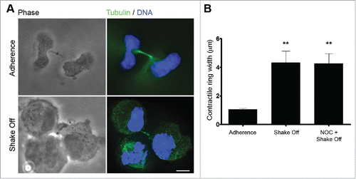 Figure 2. Cytokinesis in suspension produces defective cleavage furrow constriction. (A) Representative images of late telophase cells grown in adherence or cytospun on slides after mitotic shake off and cytokinesis in suspension. Scale bar = 5 μm. (B) Contractile ring width in late telophase cells grown on adherence (Adherence), after cytokinesis in suspension (Shake off) or after cytokinesis in suspension with a 3hr NOC pre-treatment (NOC + Shake off). Late telophase cells were identified by the presence of decondensed chromatin and of a midbody following α tubulin and DNA staining; contractile ring width was measured on phase contrast images. Ten to twenty cells were measured for each condition. **P <0.01 (Student's t-test, vs. adherence).