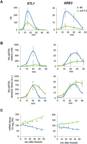 Figure 4. Lack of Xrn1 causes low transcription and high mRNA stabilization of typical osmotic stress-upregulated genes. (A) Transcription rates (TR) of the osmotic stress-upregulated genes STL1 and GRE3 obtained by genomic run-on (GRO) as detailed in Fig. 1. (B) RT-qPCR analyses of STL1 and GRE3 mRNA expression at the same conditions for the GRO experiment and for the indicated times of osmotic stress by treatment with 0.6 M KCl. mRNA expression was normalized against the reference gene ACT1. Data are presented as relative to an arbitrary value of 1 for each strain at t = 0 (upper panels) or in absolute arbitrary units as fold-change relative to wild type (wt) non-stress of each experiment (lower panels). Averages and standard deviations of three independent experiments are presented. (C) STL1 and GRE3 mRNA stability determination for wt and xrn1Δ strains. Cells were treated with 0.6 M KCl for 30 min and then 5 µg/mL of thiolutin was added to stop transcription. Samples were taken at different times, analysed by RT-qPCR using specific primers for STL1 and GRE3 (Supplementary Table S2) and normalized using 18S RNA. Data are presented as the percentage of the remaining mRNA with respect to the initial (100%) over time. One representative experiment is shown (a second experiment is shown in Supplementary Figure S3)