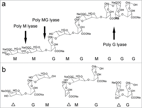 Figure 2. The substrate specificity of alginate lyase and structures of degradation products. The polysaccharide alginate containing 3 kinds of blocks (M, G, MG) is cleaved to produce a 4-deoxy-L-erythro-hex-4- enepyranosyluronate moiety (open triangle) at the newly formed non-reducing end of the product.Citation47