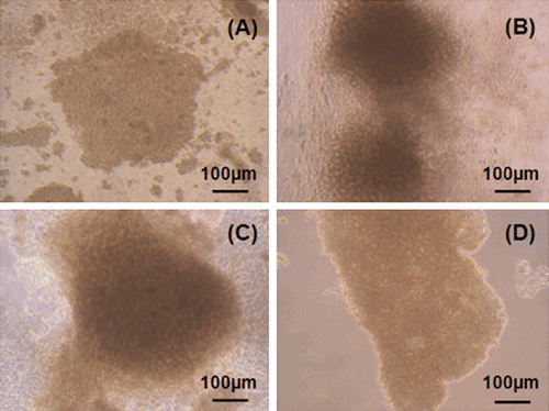 Figure 5.  Fifth day in culture: (a) uncoated well, (b) chitosan coated well, (c) collagen coated well, (d) collogen sandwich method.