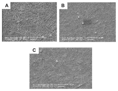 Figure 5 Cross-sectional scanning electron microscopy photographs of the structural morphology of PGA/collagen nanofibers fabricated by electrospinning (A) 1 week, (B) 2 weeks, and (C) 3 weeks after culturing the mesenchymal stem cells on nanofibers incorporated with dextran-spermine-plasmid DNA nanoparticles.Abbreviation: PGA, poly (glycolic acid).