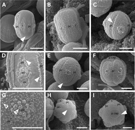 Figure 1. Scanning electron microscope (SEM) images of Southern Hemisphere bracteate-prostrate Myosotis pollen showing different pollen types, features and terminology in equatorial view (A–G) and polar view (H–I). A, Myosotis discolor type pollen of M. brevis (WELT SP090543/A) with distinctive lack of granula on most of exine (psilate; white arrow) and alternating colpori (c) and pseudocolpi (pc); B, Myosotis angustata type pollen of M. glabrescens (WELT SP044913) with distinctive oblong (rectangular) shape; C, Myosotis australis type pollen of M. sp. “Volcanic Plateau” (CHR 310610) with wide and psilate pseudocolpus (white arrow); D, close up of M. brevis (WELT SP090550/A) pollen with granulate endoaperture (en) and ektoaperture (ek) membranes of the colporus (c), and psilate membrane of the pseudocolpus (pc), as well as granulate aperture margins (white arrows); E, Myosotis australis type pollen of M. lyallii (CHR 207153) with partially anastomosing pseudocolpi (pc; white arrow); F, Myosotis uniflora type pollen of M. matthewsii (AK 46608) with distinctive polar cap (p cap); G, close up of M. colensoi × M australis (WELT SP090554) colporus with granula (g) on exine and ektoaperture (ek) membrane, and verruca (v) on endoaperture (en) membrane; H, Myosotis australis type pollen of M. glauca (CHR 191750) in polar view, which lacks a polar cap (white arrow); I, Myosotis uniflora type pollen of M. pulvinaris (OTA 031024) in polar view, with fully anastomosing pseudocolpi (pc; white arrow) forming a distinctive polar cap (p cap). pc, pseudocolpus; c, colporus (a compound aperture comprised of ektoaperture [ek] and endoaperture [en]); p cap, polar cap; v, verruca; g, graunula. Scale bar = 5 μm.