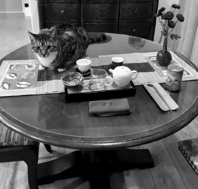 Figure 3. At home, cat Karl does not practise but he likes to be present, 2022. Photographed and courtesy of Janelle Reinelt