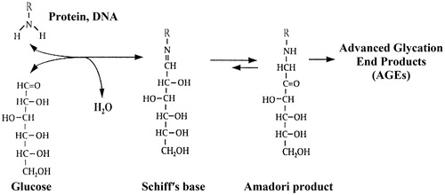 Figure 1. The Maillard reaction.