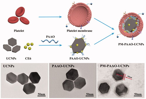 Figure 6. Design and characterization of PLTM‐PAAO‐UCNPs. Copyright 2021, John Wiley and Sons (Ma et al., Citation2021).