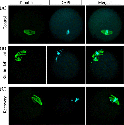 Fig. 3. Meiosis aneuploidy induced by biotin deficiency, not restored by biotin re-feeding.Notes: Representative examples of meiotic spindles in oocytes from indicated mice (n = 41–66 oocytes analyzed per group) after labeling α-tubulin antibody (green) and counter-staining DNA with DAPI (aqua blue). (A) control group, (B) biotin-deficient group, and, (C) recovery group.