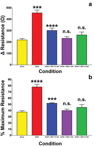 Figure 4. GDNF effect on BNB TEER recovery following serum withdrawal. Bar histograms demonstrate that GDNF significantly enhanced human BNB restrictive biophysical properties based on maximal calculated absolute TEER increase (A) and % maximal TEER (persistence) at 48 hours following serum withdrawal (B). Inhibitors against MEK1 (MEK1 INH) and ERK1/2 (ERK 1/2 INH) completely abrogated the GDNF-mediated resistance enhancement with no significant differences compared to basal conditions without added GDNF, while an inhibitor against RET-tyrosine kinase (RET-TK INH) resulted in a small, but statistically significant partial effect relative to basal conditions. *** indicates p < 0.001, **** indicates p < 0.0001 and n.s. indicates not significant. N = 3 independent experiments in triplicate.