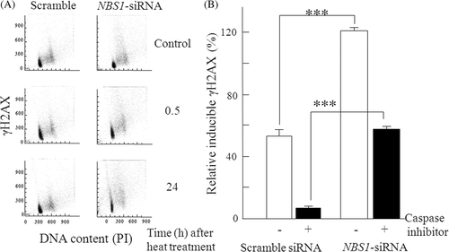 Figure 4. Effect of siRNA silencing of NBS1 on repair of heat-induced DSBs in 8305c cells. (A) The bivariate DNA content vs γH2AX distributions by flow cytometry histograms. (B) The relative inducible γH2AX levels at different time points were normalised against the γH2AX levels measured at 0.5 h and 24 h after treatment with flow cytometry analysis. The γH2AX levels at 0.5 h were set to 100%, and relative γH2AX levels at 24 h were calculated and shown as percentages in the graph. Closed columns, NBS1-siRNA or scrambled siRNA transfected cells with a pan-caspase inhibitor; open columns, NBS1-siRNA or scrambled siRNA transfected cells without a pan-caspase inhibitor. The columns show the means of at least three independent experiments: Vertical bars indicate the SDs; ***Statistically significant differences (P < 0.001).