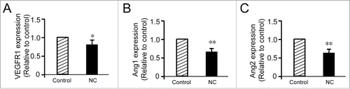 FIGURE 4. NC decreases VEGFR1 and angiopoietins (Ang1, Ang2) gene transcription. (A) RT-PCR analysis of VEGFR1 demonstrated that the treatment with 7 mM NC (48 h) reduces VEGFR1 mRNA in HUVEC. Data are expressed as fold increase versus control cells treated with PBS only and are the mean ± SD of three experiments. NC significantly decreased Ang1 (B) and Ang2 (C) gene expression. The data are representative of three independent experiments performed in triplicate. Statistical significance is expressed as **, P<0.001; *, P<0.05 versus untreated control.